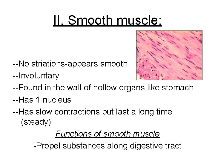 II. Smooth muscle: --No striations-appears smooth --Involuntary --Found in the wall of hollow organs