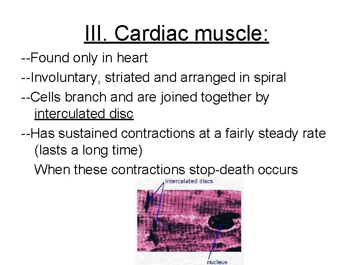 III. Cardiac muscle: --Found only in heart --Involuntary, striated and arranged in spiral --Cells