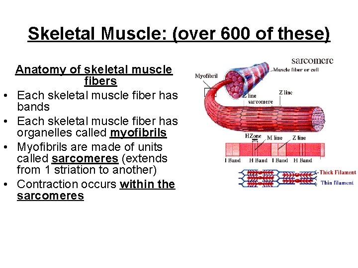 Skeletal Muscle: (over 600 of these) • • Anatomy of skeletal muscle fibers Each