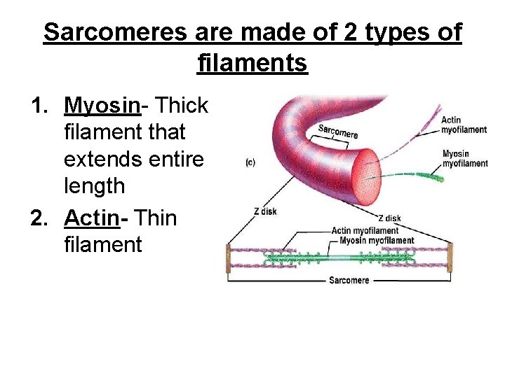 Sarcomeres are made of 2 types of filaments 1. Myosin- Thick filament that extends
