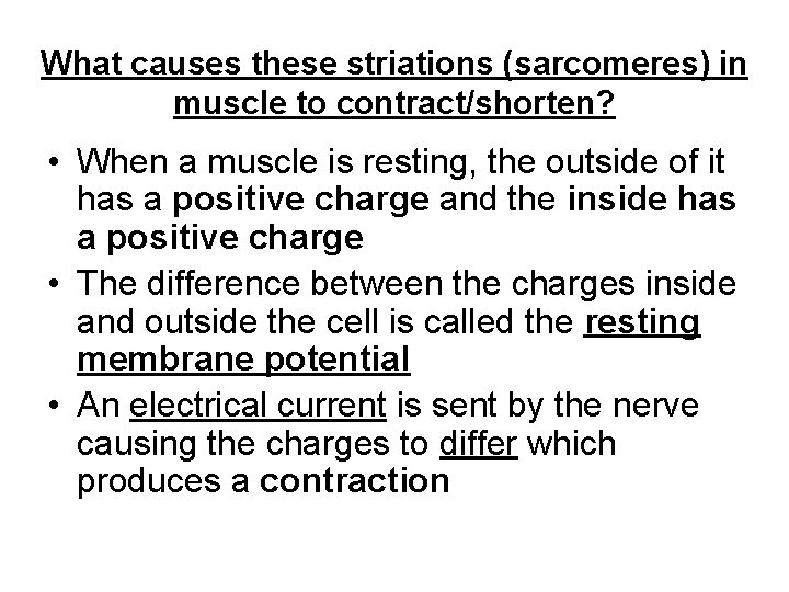What causes these striations (sarcomeres) in muscle to contract/shorten? • When a muscle is