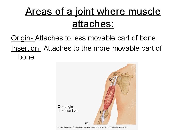 Areas of a joint where muscle attaches: Origin- Attaches to less movable part of