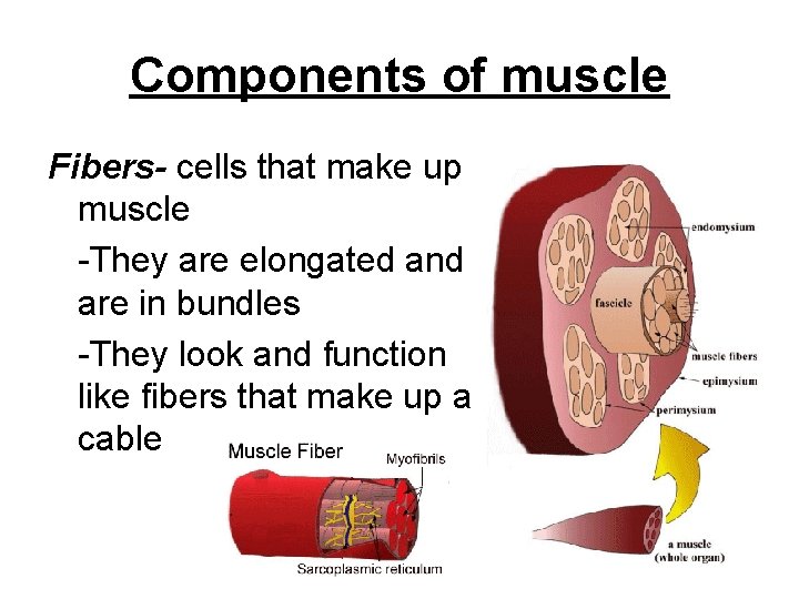 Components of muscle Fibers- cells that make up muscle -They are elongated and are