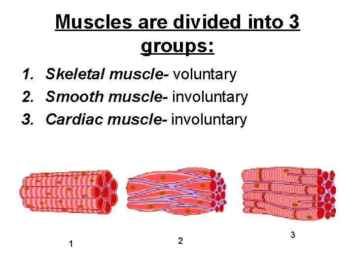 Muscles are divided into 3 groups: 1. Skeletal muscle- voluntary 2. Smooth muscle- involuntary