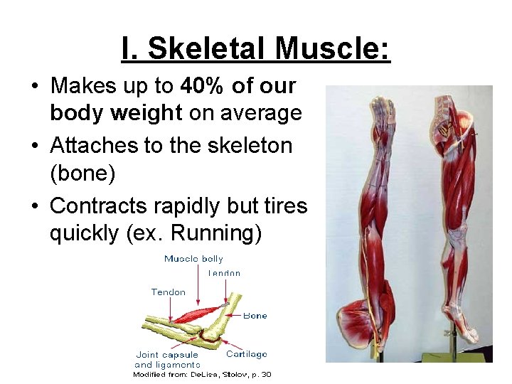 I. Skeletal Muscle: • Makes up to 40% of our body weight on average