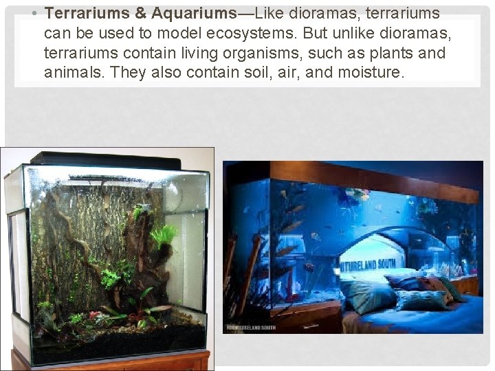  • Terrariums & Aquariums—Like dioramas, terrariums can be used to model ecosystems. But
