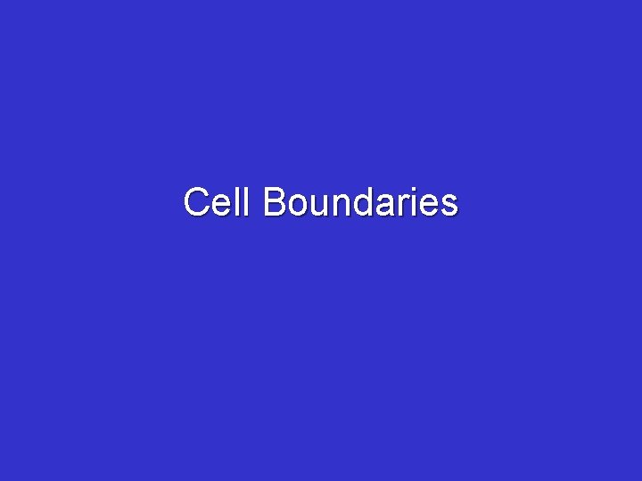 Cell Boundaries 