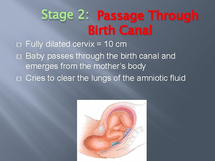 Stage 2: Passage Through Birth Canal � � � Fully dilated cervix = 10