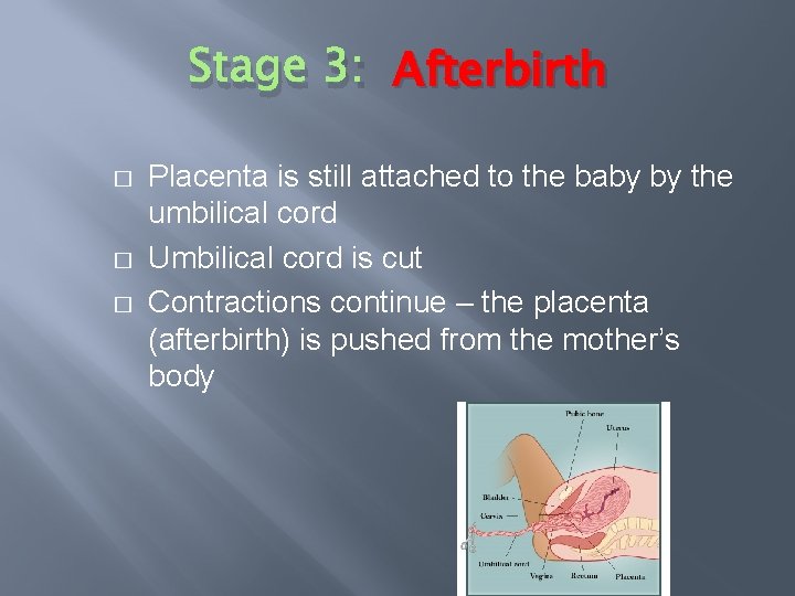 Stage 3: Afterbirth � � � Placenta is still attached to the baby by