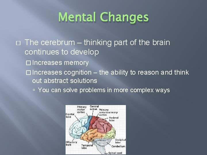 Mental Changes � The cerebrum – thinking part of the brain continues to develop