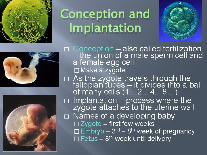 Conception and Implantation � Conception – also called fertilization – the union of a