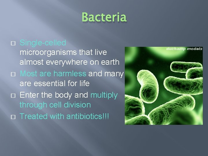 Bacteria � � Single-celled microorganisms that live almost everywhere on earth Most are harmless