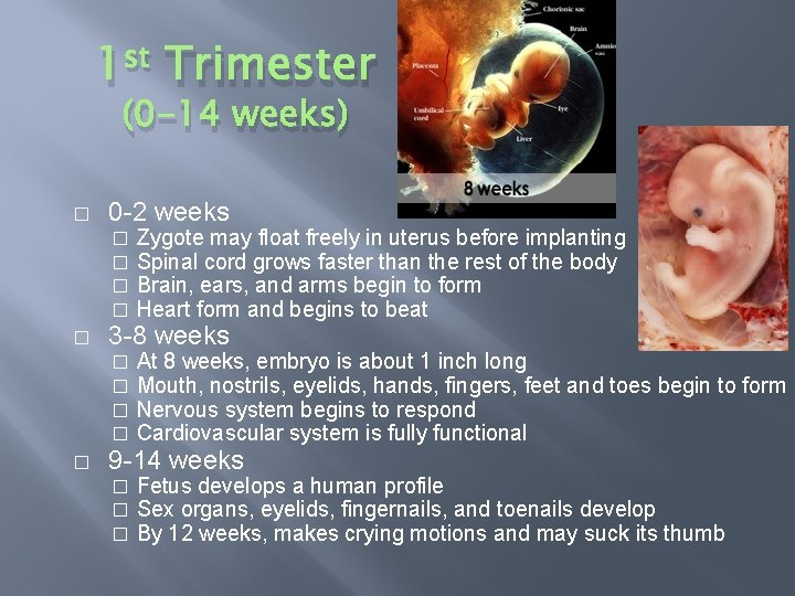 1 st Trimester (0 -14 weeks) � 0 -2 weeks � � � 3