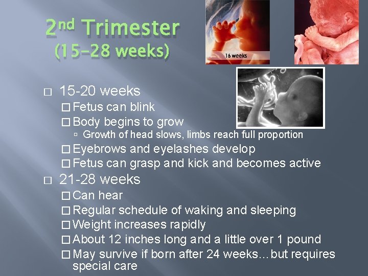 2 nd Trimester (15 -28 weeks) � 15 -20 weeks � Fetus can blink