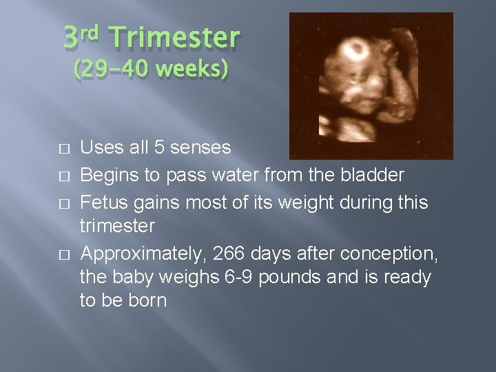 3 rd Trimester (29 -40 weeks) � � Uses all 5 senses Begins to