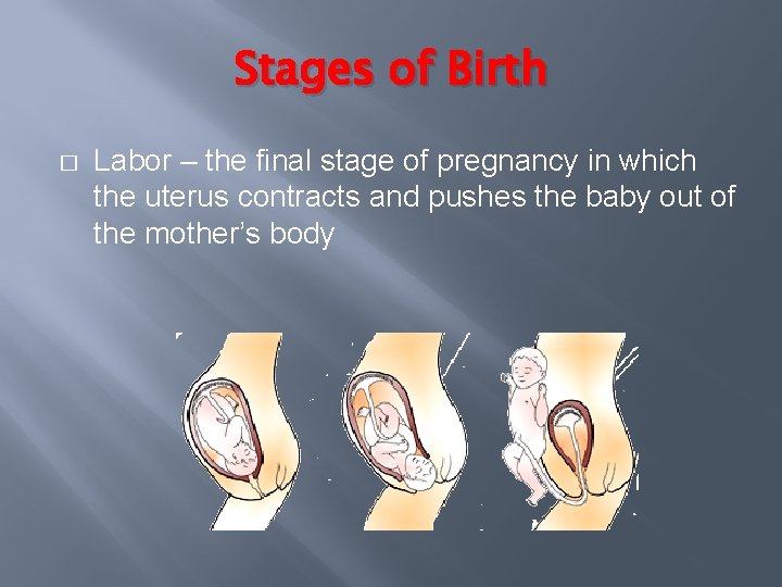 Stages of Birth � Labor – the final stage of pregnancy in which the