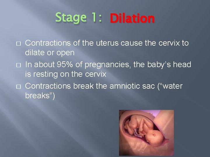 Stage 1: Dilation � � � Contractions of the uterus cause the cervix to