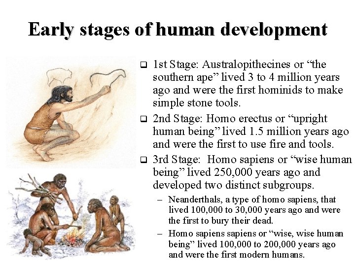 Early stages of human development q q q 1 st Stage: Australopithecines or “the