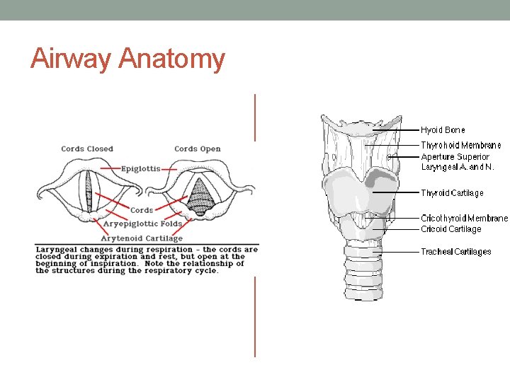 Airway Anatomy 