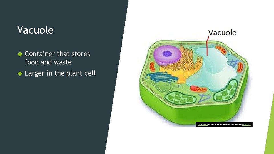 Vacuole Container that stores food and waste Larger in the plant cell This Photo