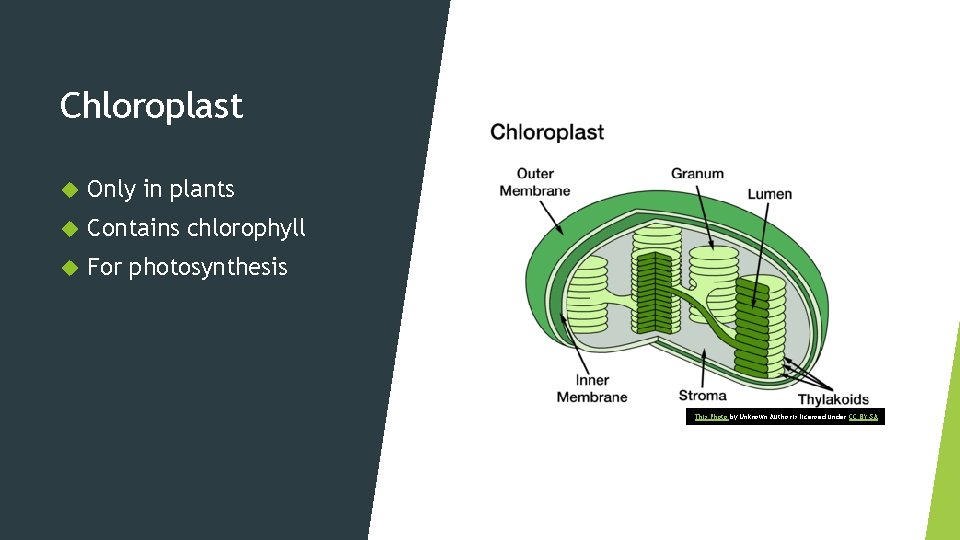 Chloroplast Only in plants Contains chlorophyll For photosynthesis This Photo by Unknown Author is