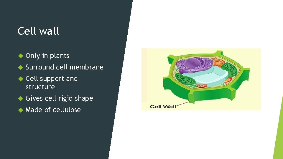 Cell wall Only in plants Surround cell membrane Cell support and structure Gives cell