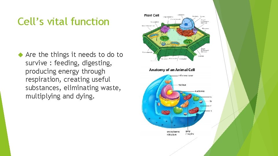 Cell’s vital function Are things it needs to do to survive : feeding, digesting,