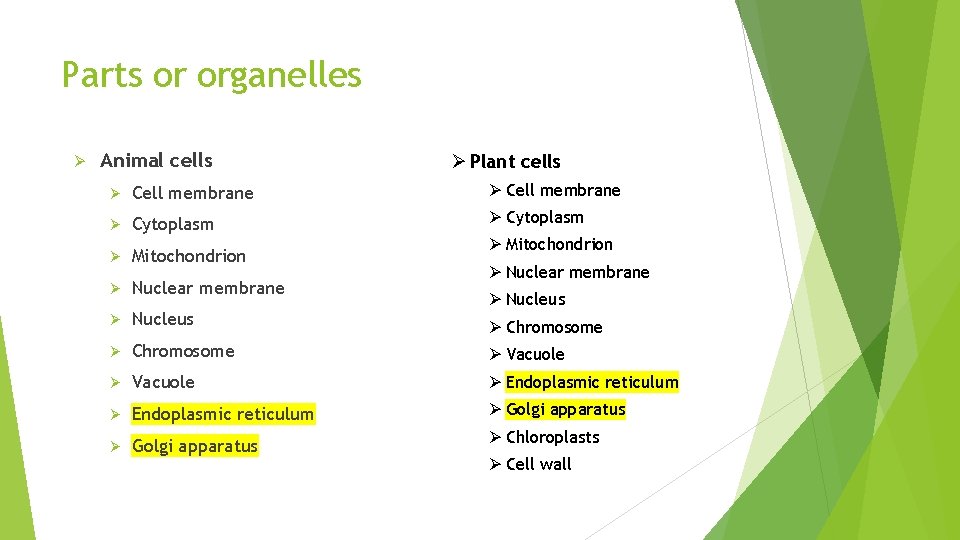 Parts or organelles Ø Animal cells Ø Plant cells Ø Cell membrane Ø Cytoplasm