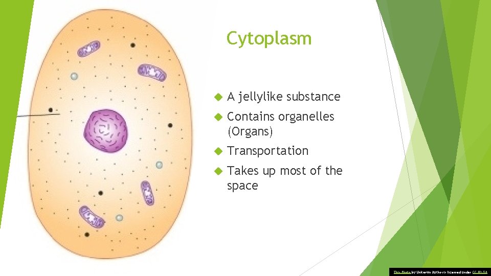 Cytoplasm A jellylike substance Contains organelles (Organs) Transportation Takes up most of the space