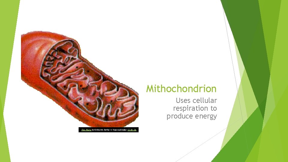 Mithochondrion Uses cellular respiration to produce energy This Photo by Unknown Author is licensed