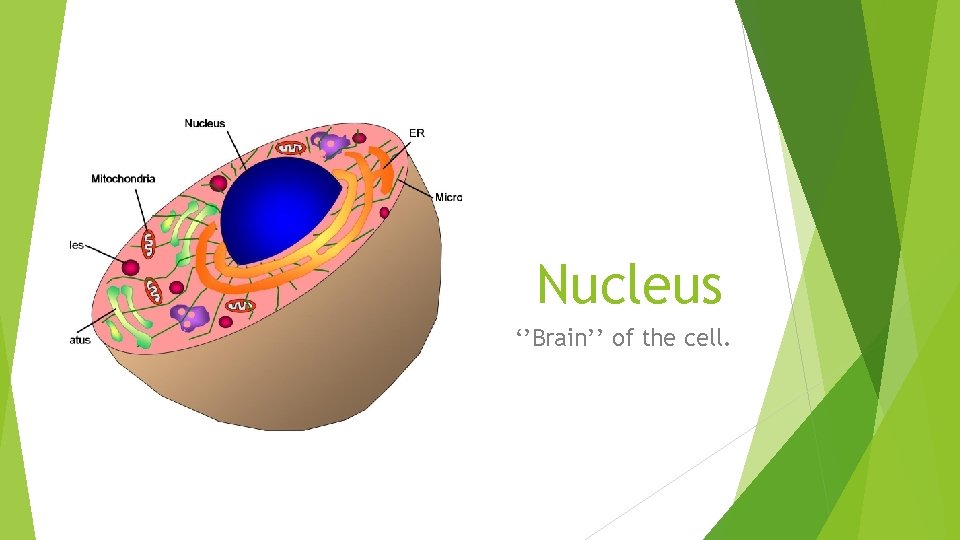 Nucleus ‘’Brain’’ of the cell. 