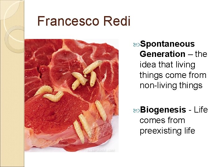 Francesco Redi Spontaneous Generation – the idea that living things come from non-living things