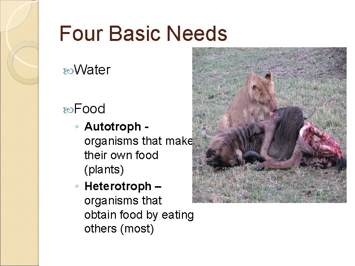 Four Basic Needs Water Food ◦ Autotroph organisms that make their own food (plants)