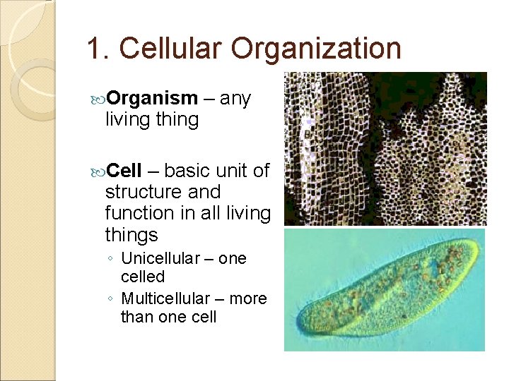 1. Cellular Organization Organism living thing – any Cell – basic unit of structure