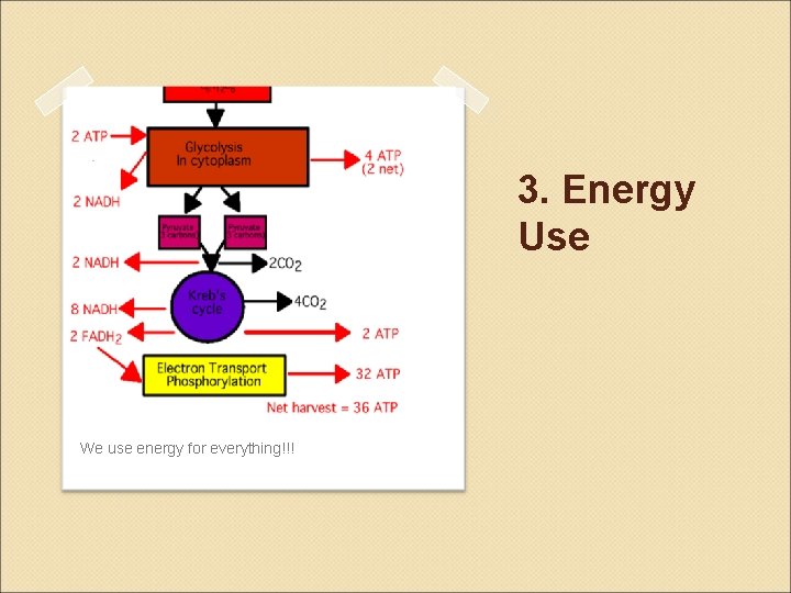 3. Energy Use We use energy for everything!!! 