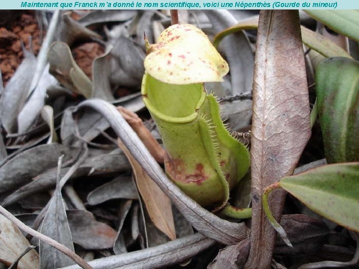 Maintenant que Franck m’a donné le nom scientifique, voici une Népenthès (Gourde du mineur)