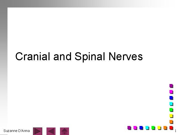 Cranial and Spinal Nerves Suzanne D'Anna 1 