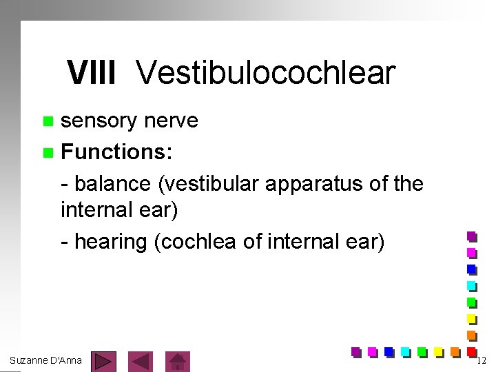 VIII Vestibulocochlear sensory nerve n Functions: - balance (vestibular apparatus of the internal ear)