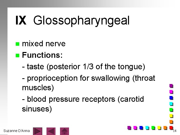 IX Glossopharyngeal mixed nerve n Functions: - taste (posterior 1/3 of the tongue) -