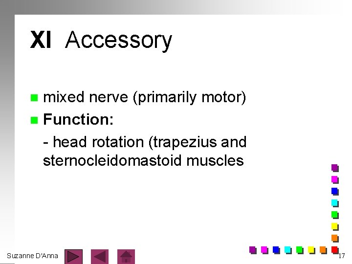 XI Accessory mixed nerve (primarily motor) n Function: - head rotation (trapezius and sternocleidomastoid