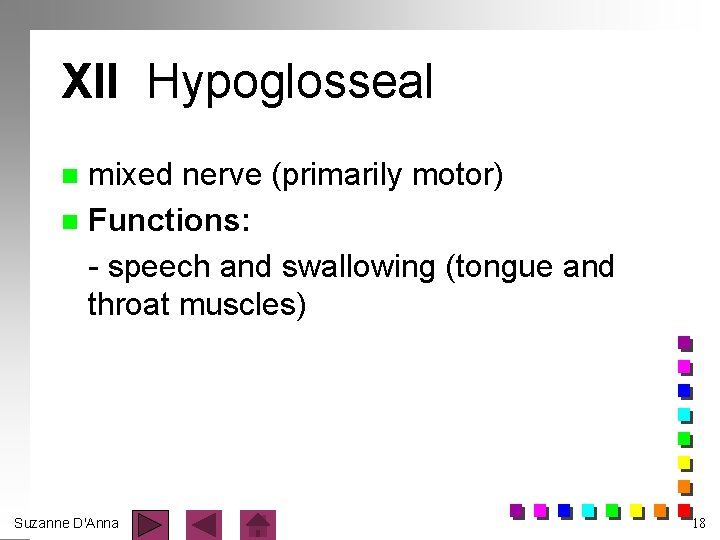 XII Hypoglosseal mixed nerve (primarily motor) n Functions: - speech and swallowing (tongue and