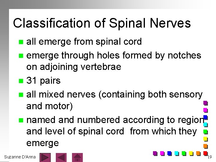 Classification of Spinal Nerves all emerge from spinal cord n emerge through holes formed