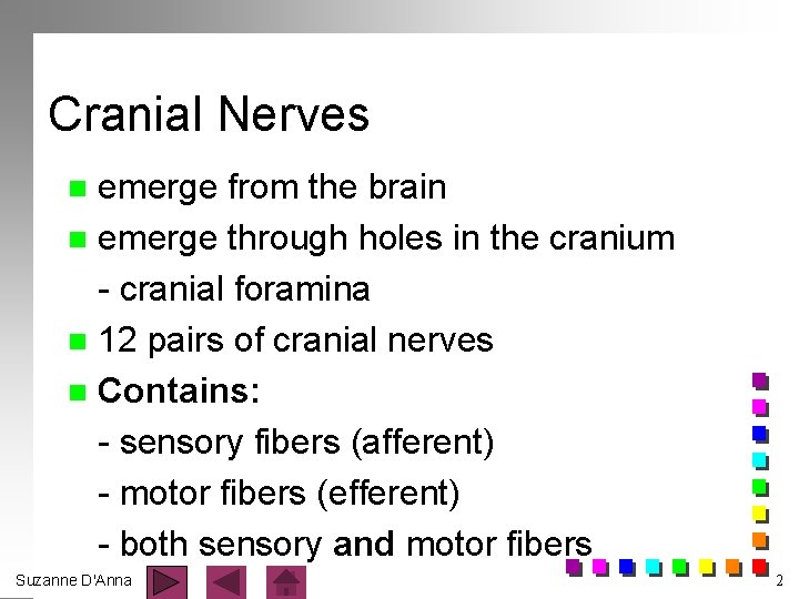 Cranial Nerves emerge from the brain n emerge through holes in the cranium -