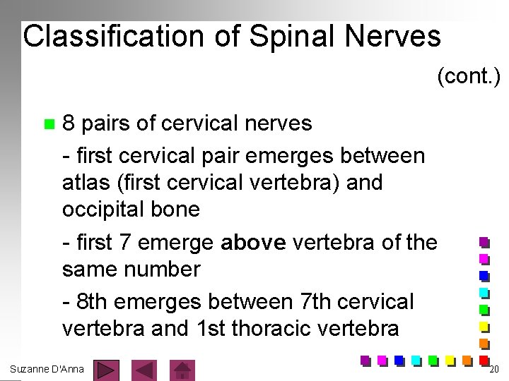 Classification of Spinal Nerves (cont. ) n 8 pairs of cervical nerves - first
