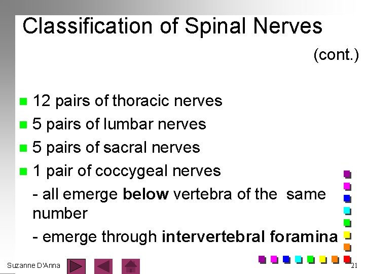 Classification of Spinal Nerves (cont. ) 12 pairs of thoracic nerves n 5 pairs