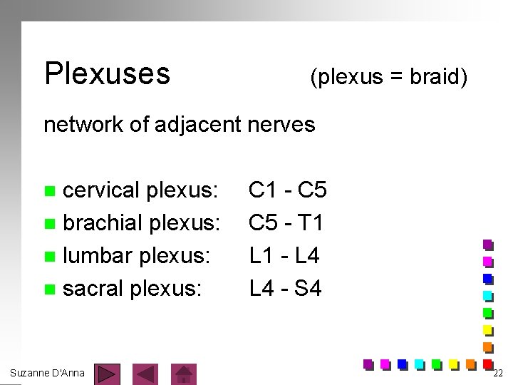 Plexuses (plexus = braid) network of adjacent nerves cervical plexus: n brachial plexus: n