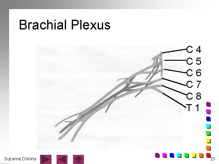 Brachial Plexus C 4 C 5 C 6 C 7 C 8 T 1