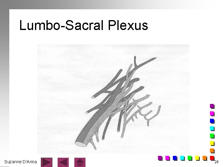 Lumbo-Sacral Plexus Suzanne D'Anna 24 