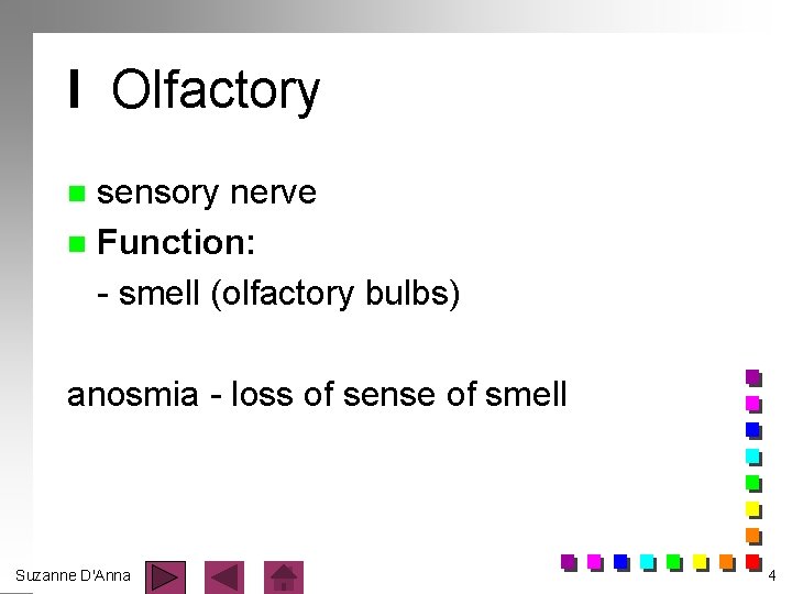 I Olfactory sensory nerve n Function: - smell (olfactory bulbs) n anosmia - loss