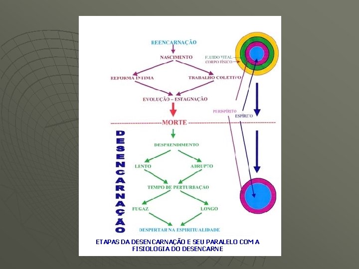 ETAPAS DA DESENCARNAÇÃO E SEU PARALELO COM A FISIOLOGIA DO DESENCARNE 